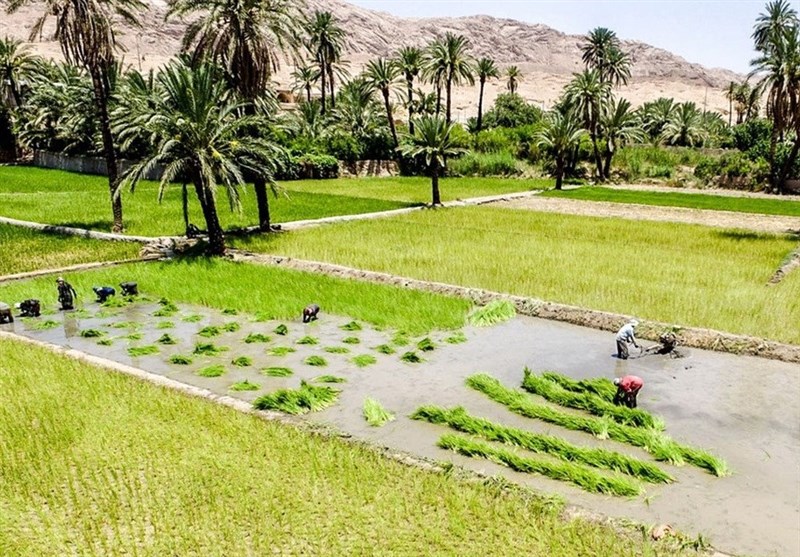 کشت برنج خسارت کشاورزان خوزستان از سیل را تا حدودی جبران کرد