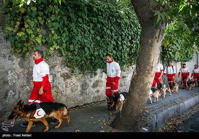 مانور سگ‌های زنده یاب هلال احمر در سطح شهر 