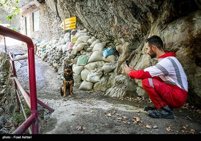 مانور سگ‌های زنده یاب هلال احمر در سطح شهر 