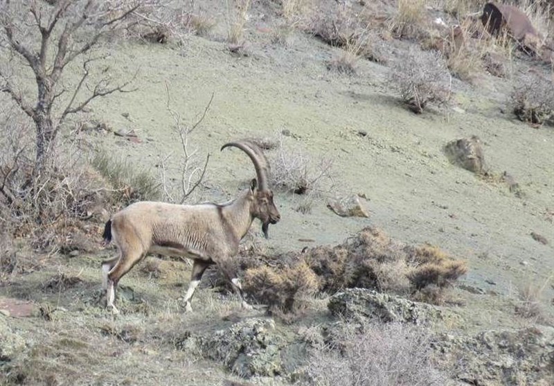 ممنوعیت شکار در منطقه دربند مشکول به مدت 5 سال دیگر تمدید شد
