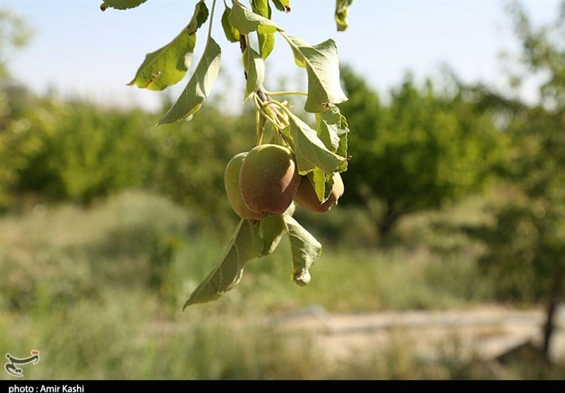 رتبه ممتاز شمیرانات در تولید گیلاس ، آلبالو و سیب/ بیش از 4 هزار نفر در باغات مشغول به کارند