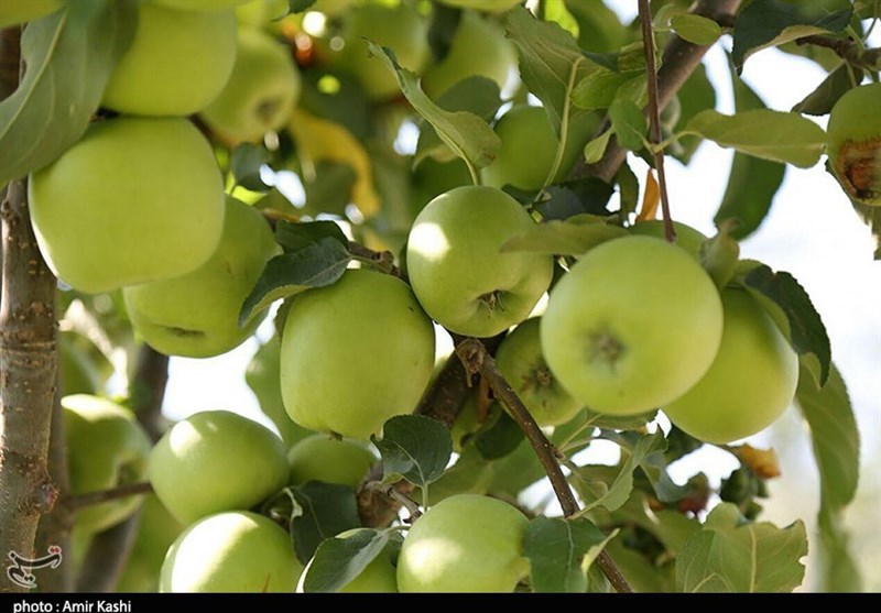700 هزار تن سیب برای شب عید ذخیره شد