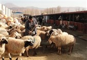 300 تا 400 راس دام قاچاق به صورت هفتگی در استان همدان توقیف می‌شود