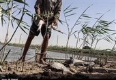 خوزستان| خشکسالی قاتل ماهی‌های پرورشی خرمشهر