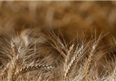 آسیا والشرق الأوسط أکبر مستوردی القمح الأوکرانی