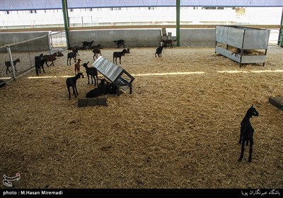 دامپروری بز مورسیا 