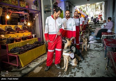 ہلال احمر کے کتے شہر کی سڑکوں پر حادثات میں زندہ بچنے والے لوگوں کو ڈھونڈنے کی مشقیں کر رہے ہیں۔۔