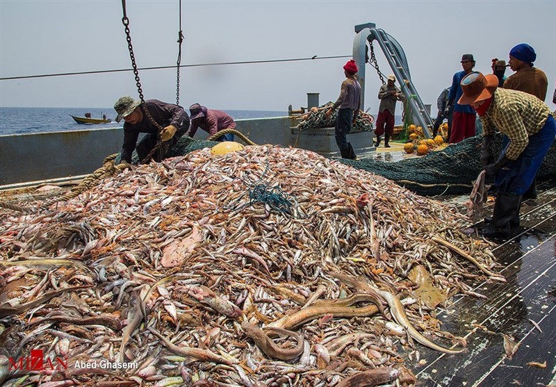 Iranian Fisheries Organization Says No License Issued to Chinese Fishermen