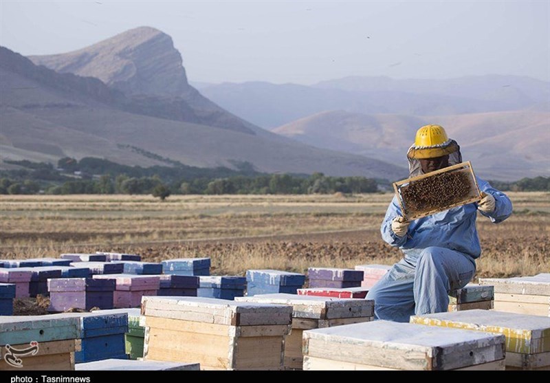 اردبیل|راه‌اندازی سامانه جدید زنبورستان‌ها ممنوع شد