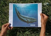 Unique 10-Million-Year-Old Whale Skeleton Found in Crimea (+Photos, Video)