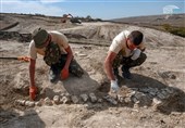 Skeletons of a Unique 10-Million-Year-Old Whale