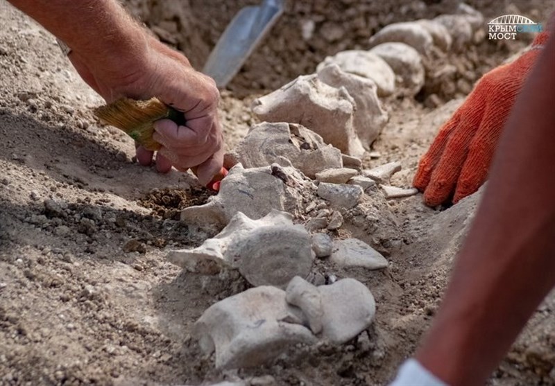 Skeletons of a Unique 10-Million-Year-Old Whale