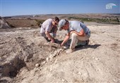 Skeletons of a Unique 10-Million-Year-Old Whale