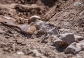 Skeletons of a Unique 10-Million-Year-Old Whale