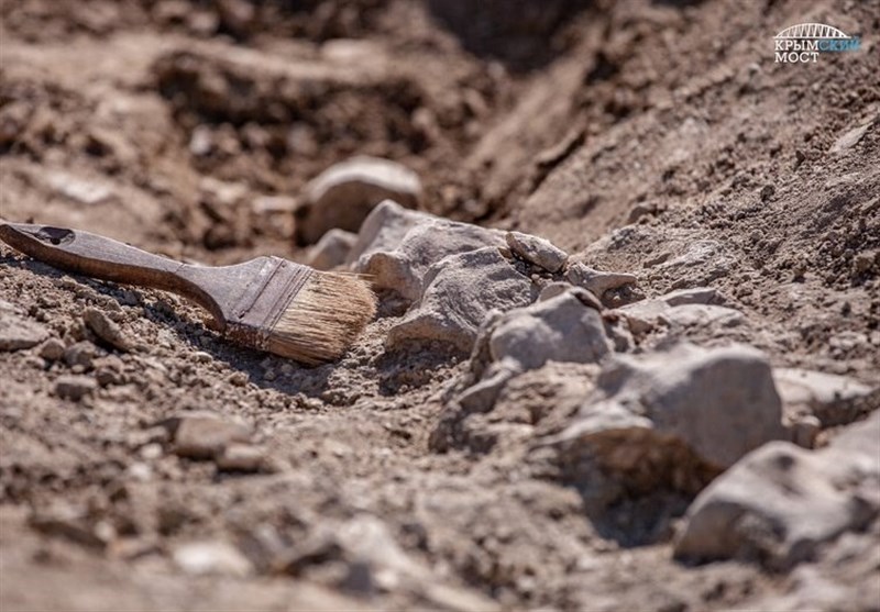 Skeletons of a Unique 10-Million-Year-Old Whale