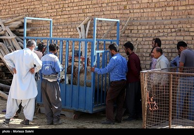 بازار فروش دام در آستانه عیدقربان - اصفهان