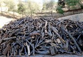توقیف 20 تن چوب قاچاق در شیراز؛ باند قاچاق چوب درختان جنگلی متلاشی شد+فیلم