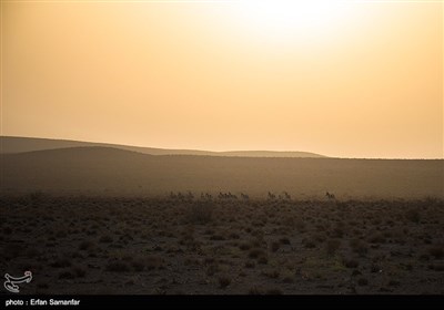 گور ایرانی