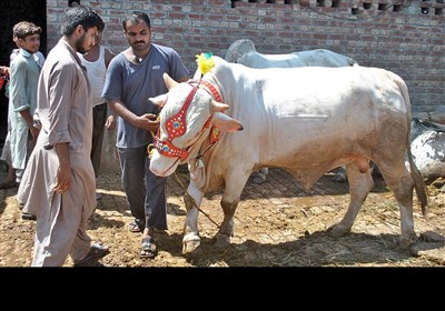 مویشی منڈیاں اور حیرت انگیز جانور