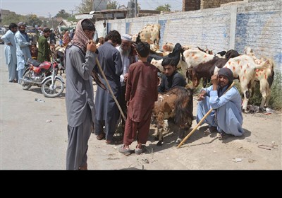 مویشی منڈیاں اور حیرت انگیز جانور