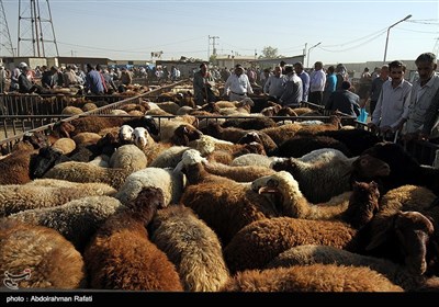 بازار فروش دام در آستانه عید قربان - همدان
