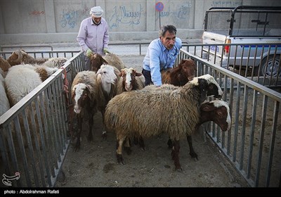 بازار فروش دام در آستانه عید قربان - همدان