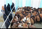 خیران سمنانی 1450  رأس گوسفند  قربانی کردند