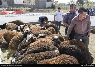 بازار دام کرج در عید قربان