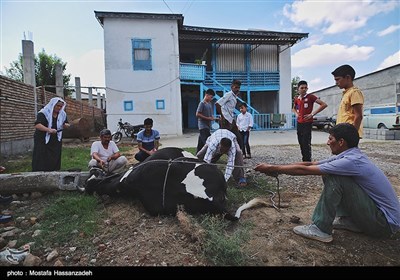 عید قربان در بندر ترکمن 