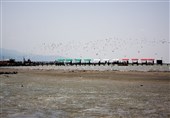 خشکی کامل 14 هزار هکتار از خلیج گرگان/ احتمال تکرار مرگ و میر پرندگان مهاجر وجود دارد