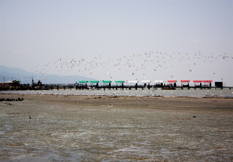 خشکی کامل 14 هزار هکتار از خلیج گرگان/ احتمال تکرار مرگ و میر پرندگان مهاجر وجود دارد