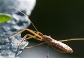 Medics Warn about Deadly Kissing Bug Disease as It Continues to Spread