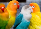 ما حقیقة احمرار وجوه الطیور عند الانفعال؟