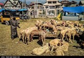 کشمیر کی مویشی منڈی کے خوبصورت اور دلکش مناظر