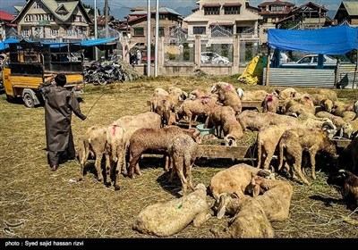 کشمیر کی مویشی منڈی کے خوبصورت اور دلکش مناظر