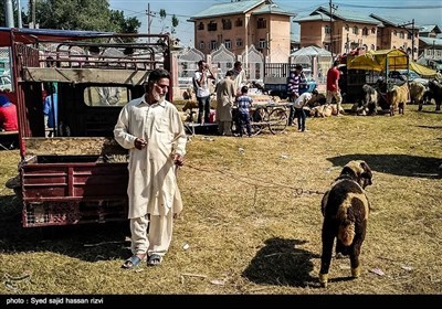 کشمیر کی مویشی منڈی کے خوبصورت اور دلکش مناظر