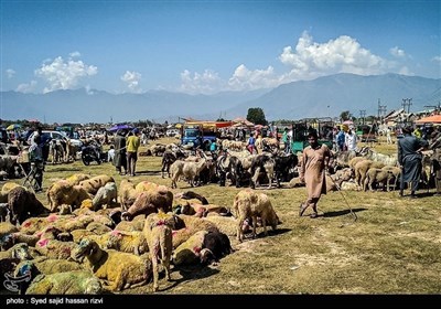 کشمیر کی مویشی منڈی کے خوبصورت اور دلکش مناظر