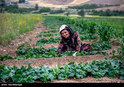 برداشت خیار در شهرستان سلسله - خرم آباد