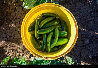 برداشت خیار در شهرستان سلسله - خرم آباد