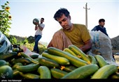 موز و خیار هفته آینده ارزان میشود