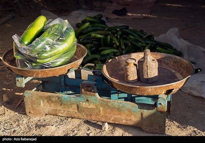 برداشت خیار در شهرستان سلسله - خرم آباد