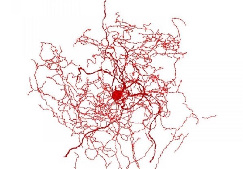 Mysterious New Type of Human Brain Cell Discovered