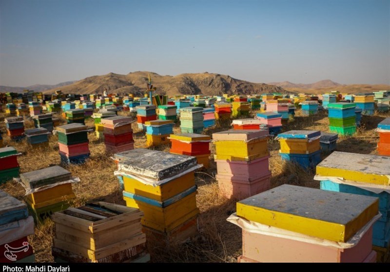 1200 میلیارد ریال از محل فروش و صادرات عسل عاید اردبیل می‌شود