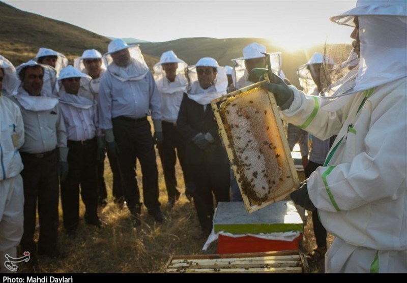 فیلم|صادرات عسل در اردبیل رونق می‌گیرد