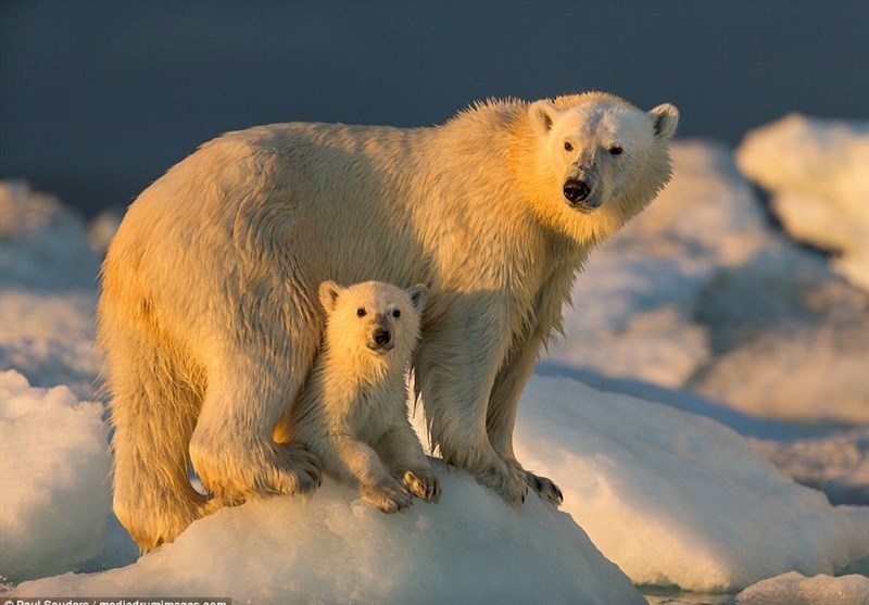 خطر انقراض خرسهای قطبی در سایه گرمایش زمین