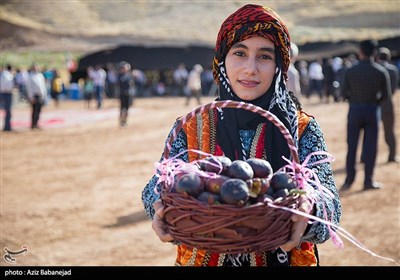 برداشت انجیر از باغات انجیر شهرستان پلدختر