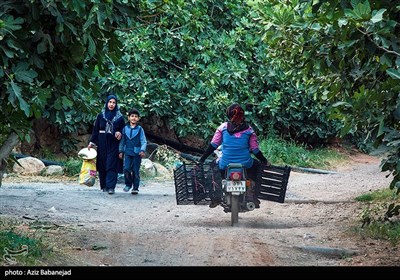 برداشت انجیر از باغات انجیر شهرستان پلدختر