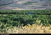 تنش آبی در معمولان/ هشدار جدی برای باغات