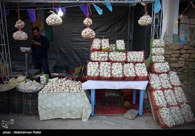 جشنواره ملی سیر سولان همدان