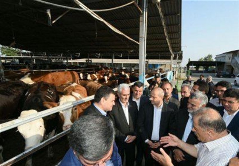 بازدید وزیر کشاورزی از گاوداری صنعتی و طرح تجهیز و نوسازی اراضی شالیزاری گلستان